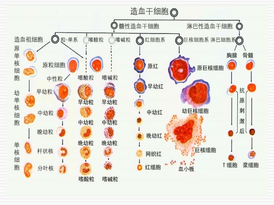 血液科疾病常见症状护理_第3页