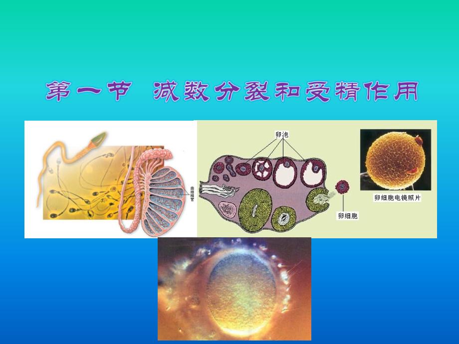 第一节一减数分裂_第2页