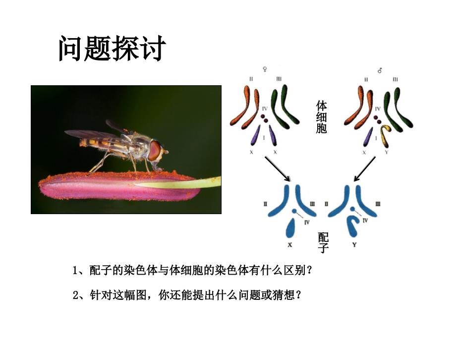 第一节一减数分裂_第3页