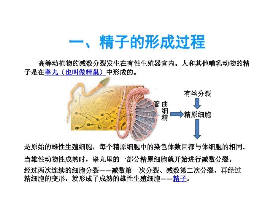 第一节一减数分裂_第5页