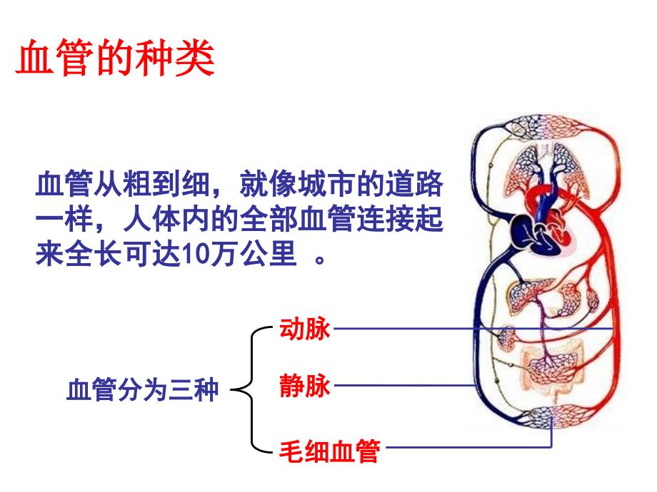 102人体的血液循环.ppt_第3页