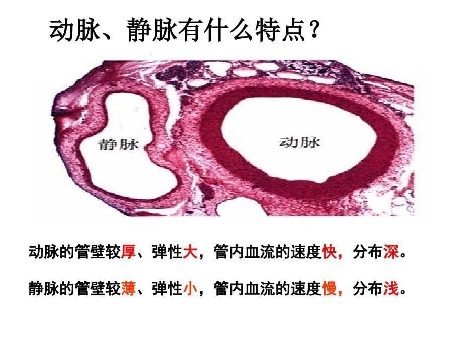 102人体的血液循环.ppt_第5页