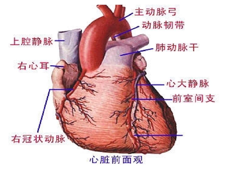 脉管2动脉定稿_第3页