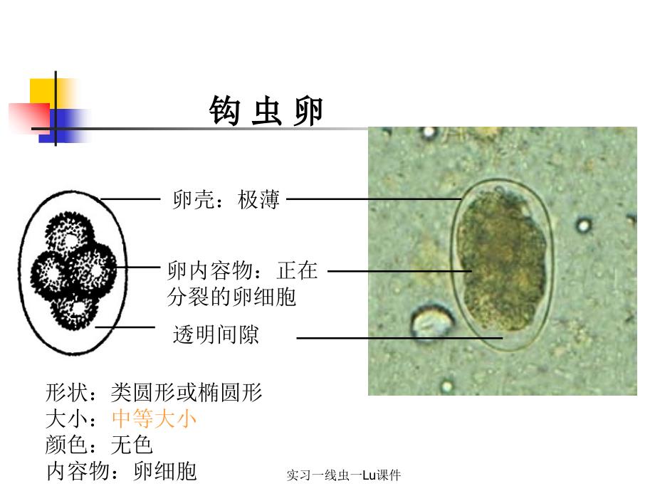 实习一线虫一Lu课件_第4页