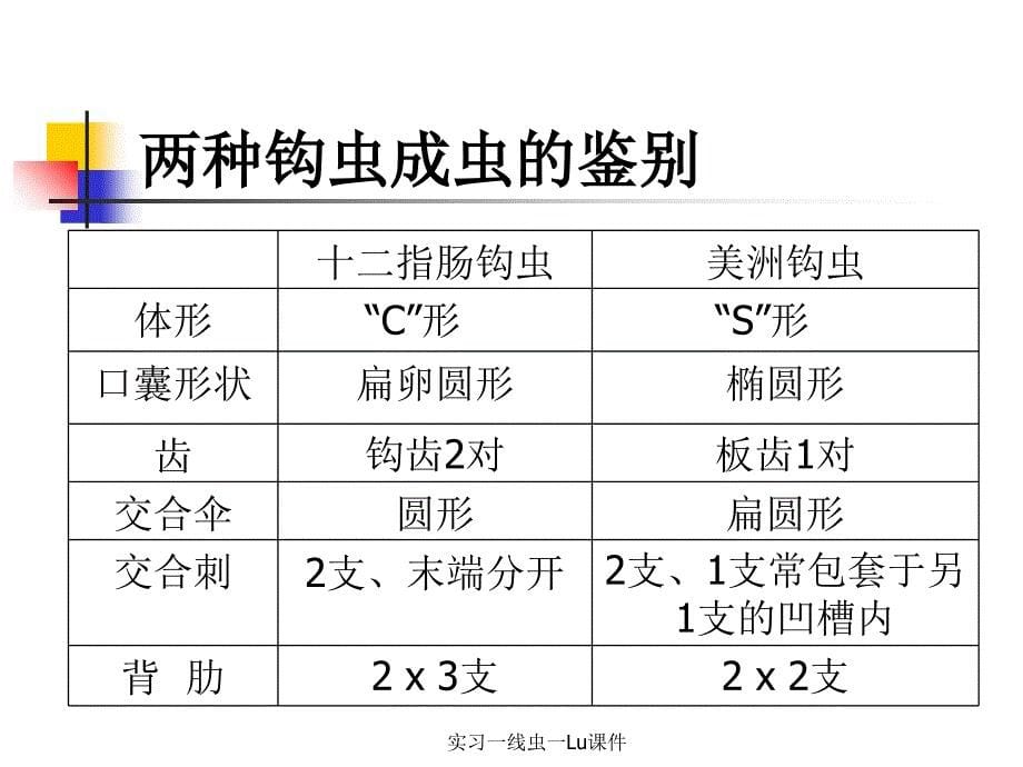 实习一线虫一Lu课件_第5页