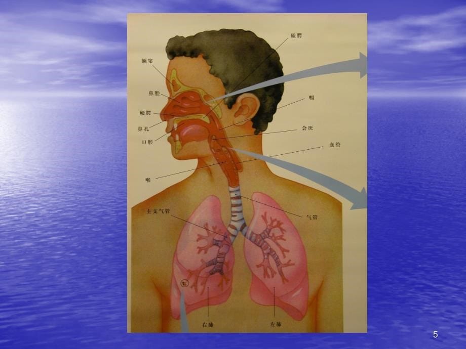 科学发声与嗓音保护课件_第5页