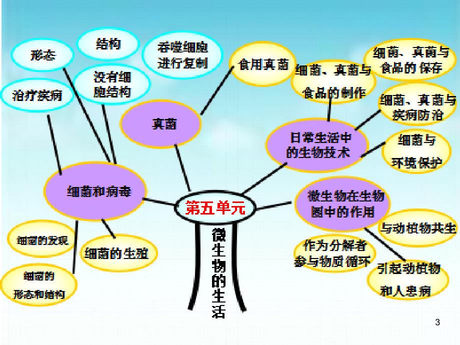 生物八年级上册第五单元细菌ppt课件_第3页