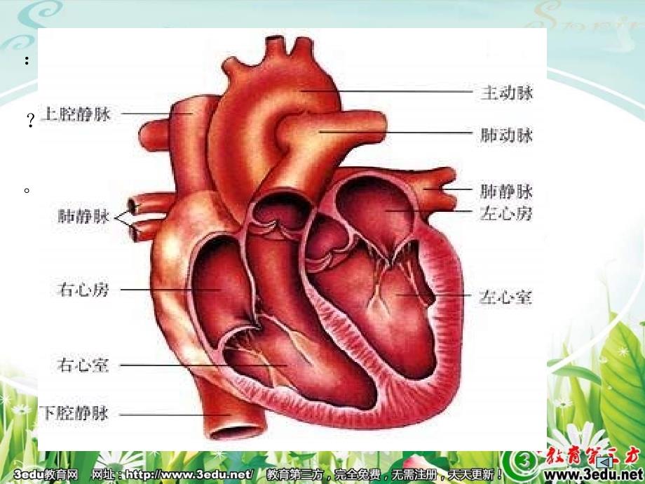 八年级生物心脏与血液循环_第2页