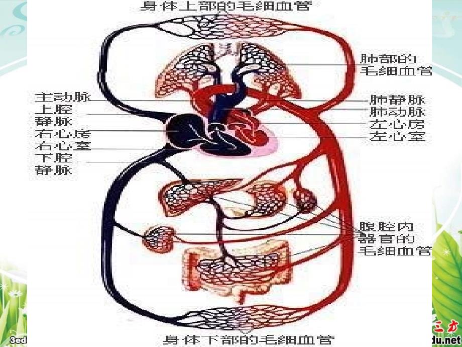 八年级生物心脏与血液循环_第3页