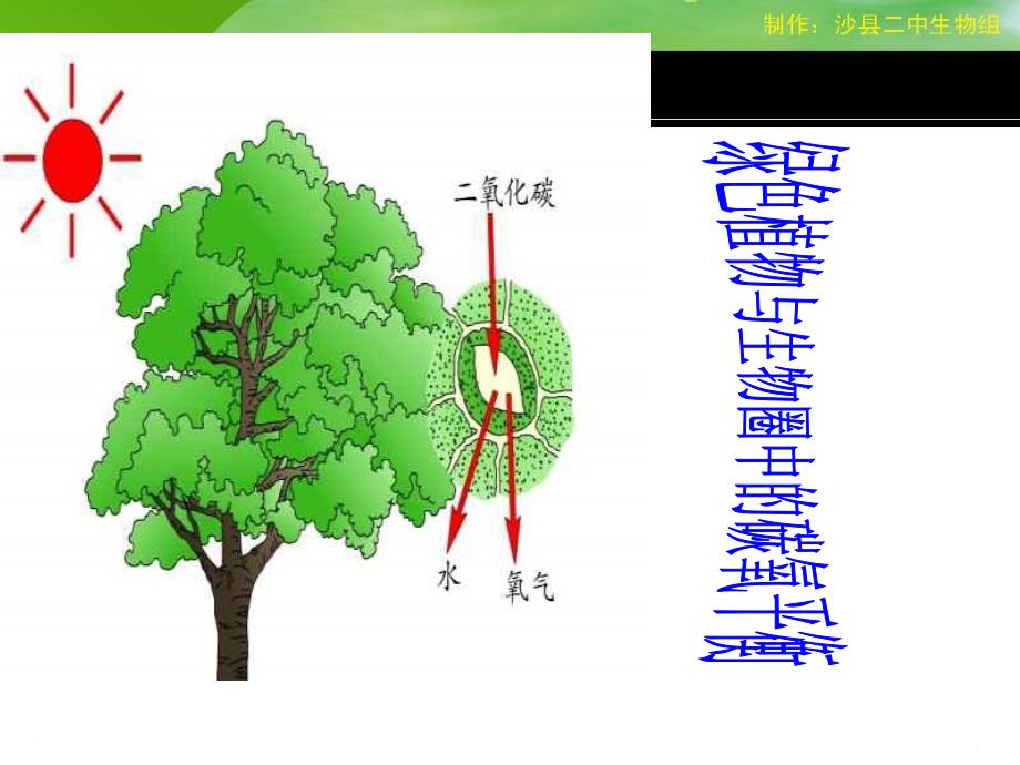 绿色植物与生物圈中的碳氧平衡_第2页