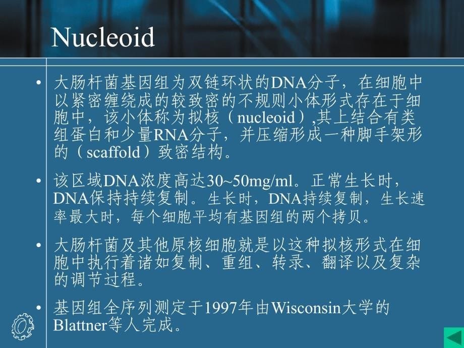 大肠杆菌基因组为双链环状的DNA分子_第5页