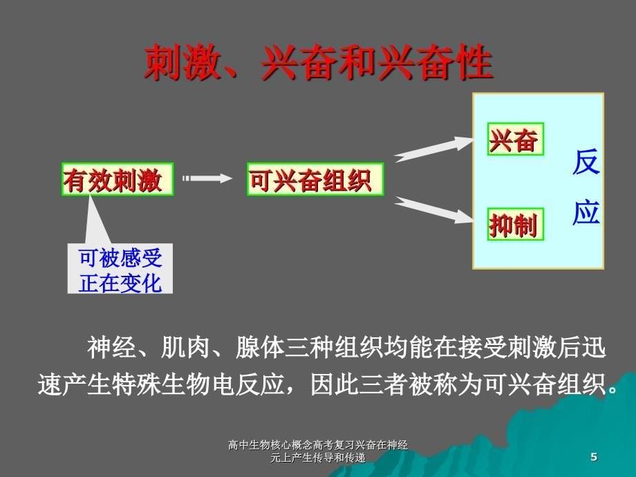 高中生物核心概念高考复习兴奋在神经元上产生传导和传递课件_第5页