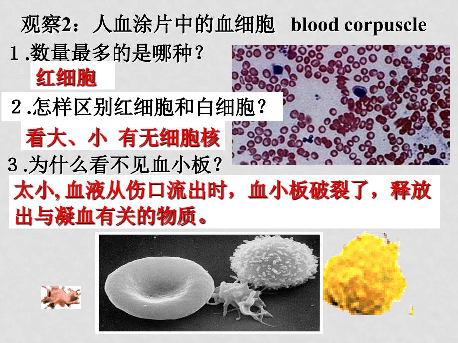 七年级生物下册第四单元第四章第一节流动的组织——血液课件人教版_第4页