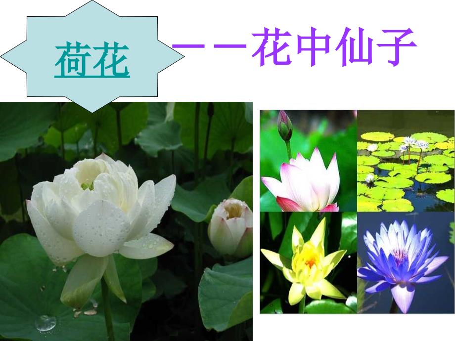 青岛版小学科学五年级下册植物的花课件_第2页