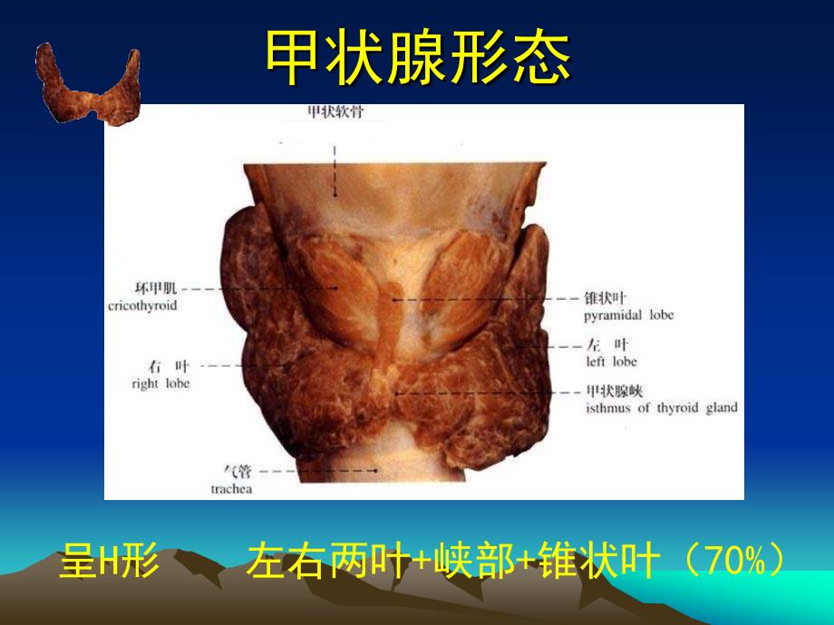 甲状腺基本解剖_第3页