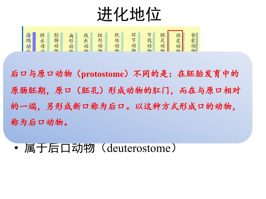 普通动物学第12章棘皮动物门_第2页