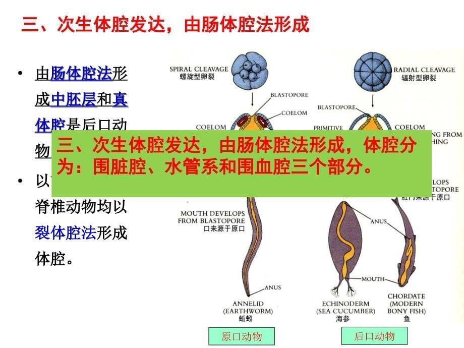 普通动物学第12章棘皮动物门_第5页