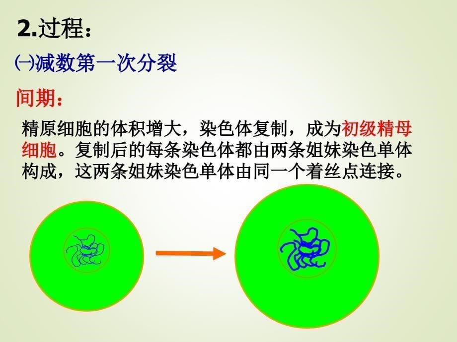 减数分裂与配子形成(公开课)PPT优秀课件_第5页