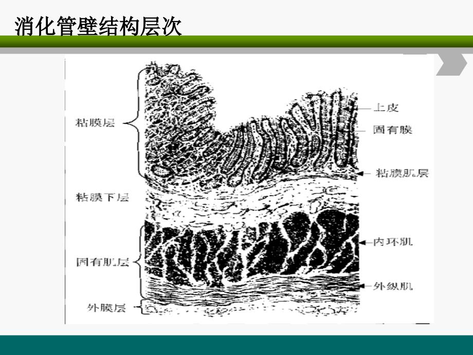 ESD围手术期护理ppt课件_第4页