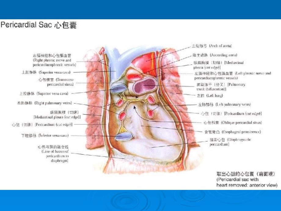 最新完美医学课件心包炎PPT课件_第2页