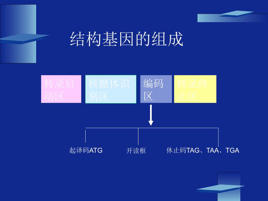 目的基因的获取_第3页