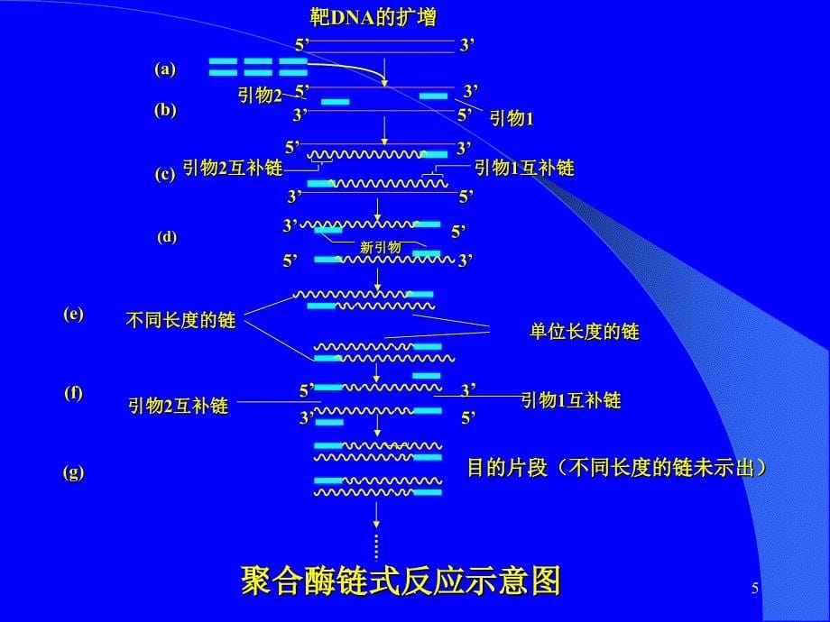 多聚酶链式反应扩增DNA片段.PPT_第5页