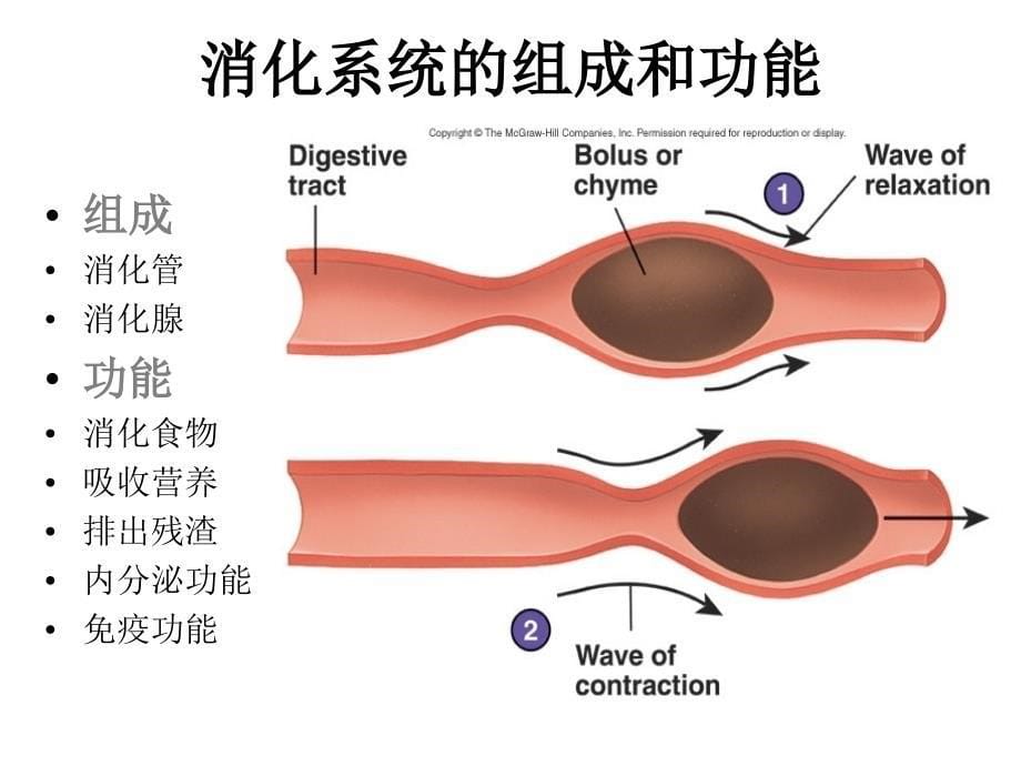 消化系统概论_第5页