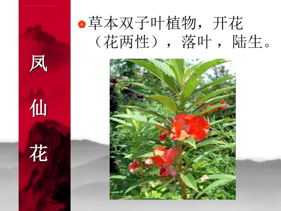 教科版科学六年级上册多种多样的植物ppt课件_第4页