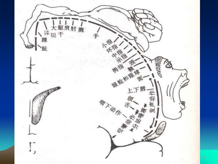 10大脑皮质的机能定位ppt课件_第5页