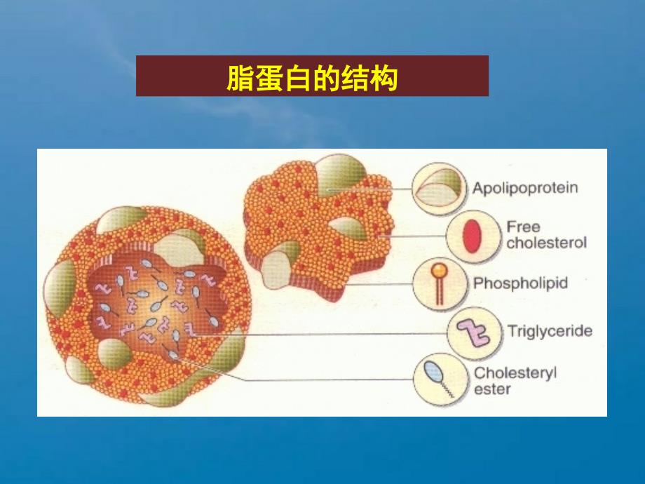 4脂蛋白代谢与衰老ppt课件_第3页