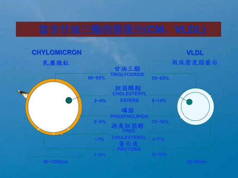 4脂蛋白代谢与衰老ppt课件_第5页