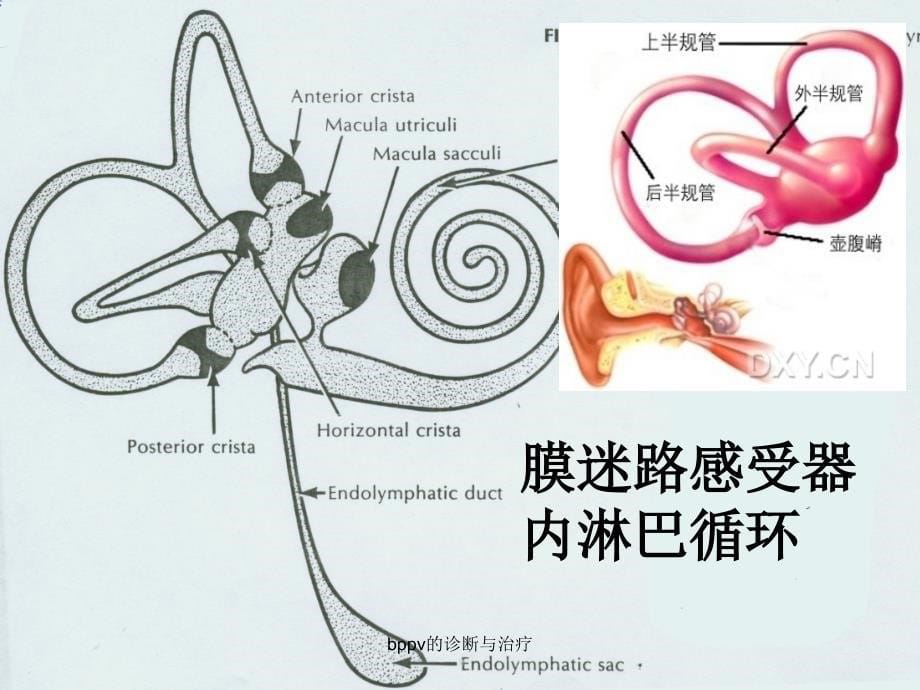 bppv的诊断与治疗课件_第5页