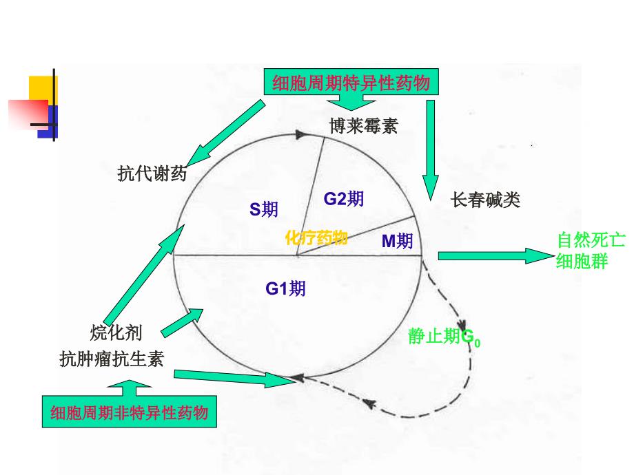 化疗药物使用顺序PPT课件_第3页