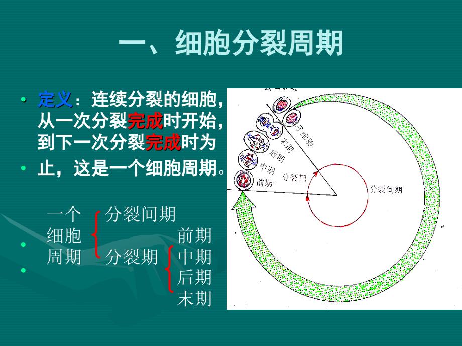 细胞分裂周期_第2页