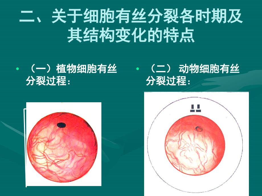 细胞分裂周期_第3页