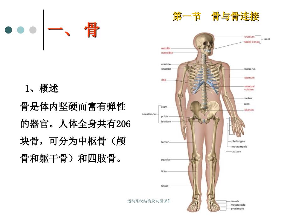 运动系统结构及功能课件_第3页