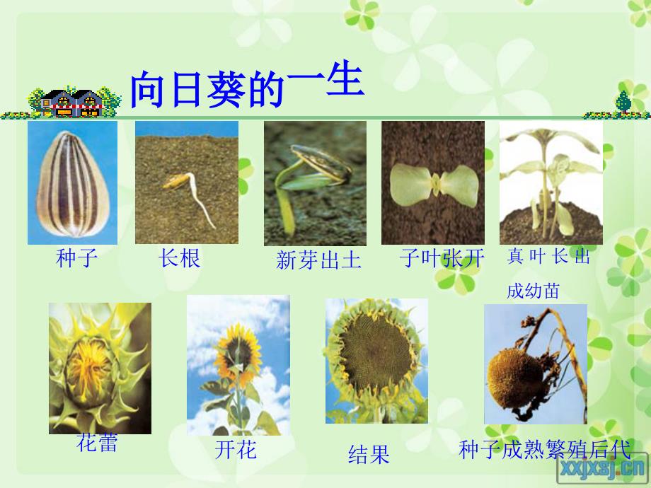 植物的共同特点_第4页