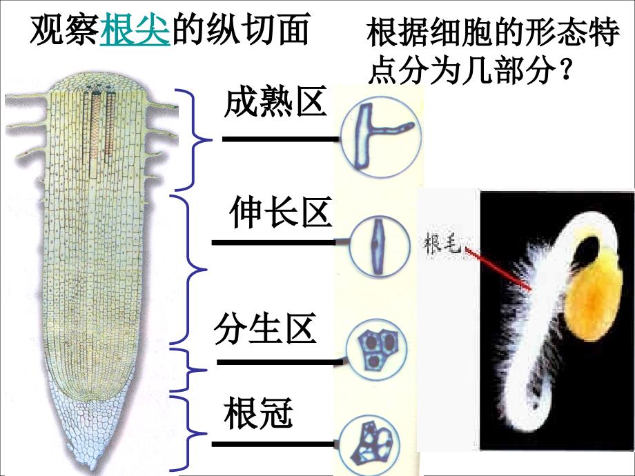 观察植物细胞的有丝分裂研究_第2页