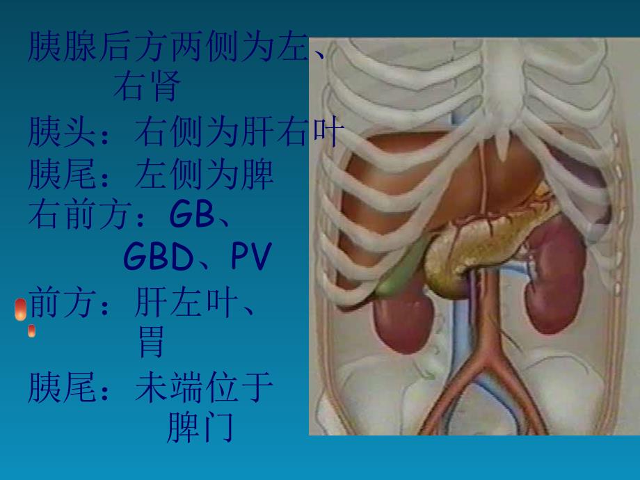 胰腺超声检查_第3页