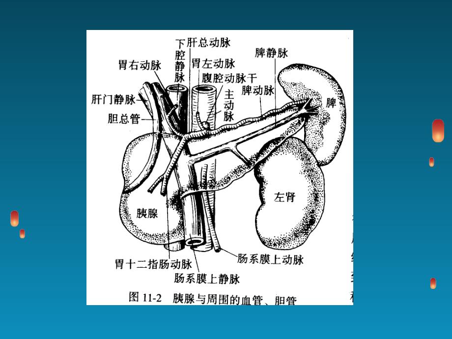 胰腺超声检查_第4页