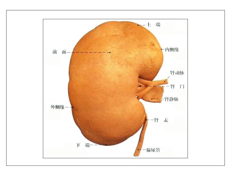 4第四章泌尿系统课件_第5页