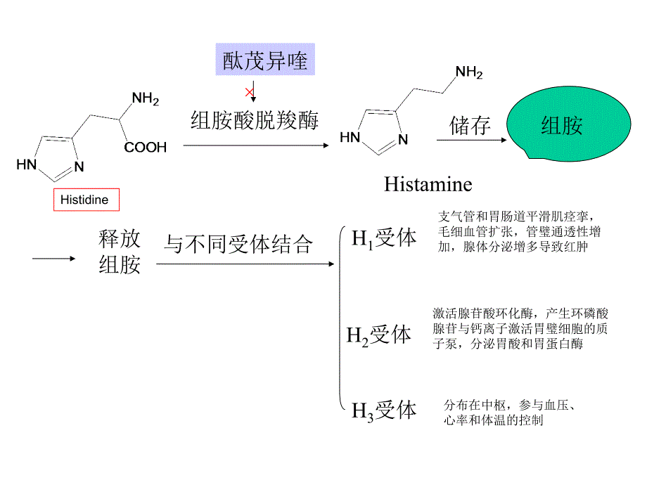 抗过敏药和抗溃疡药.ppt_第1页