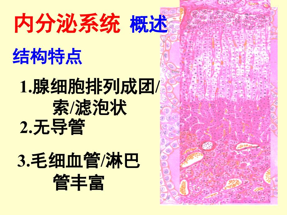 组织学与胚胎学：内分泌系统_第3页