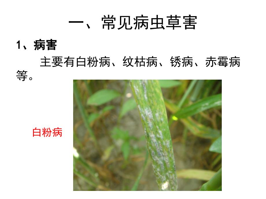 小麦病虫草害_第3页