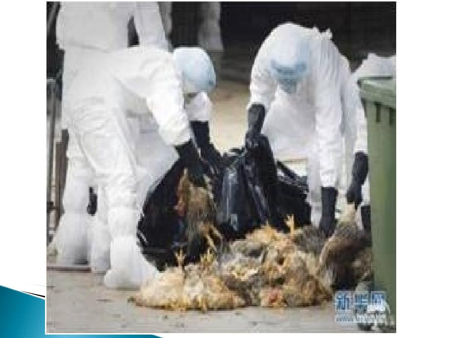 H5N1感染预防控制_第3页