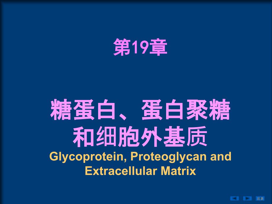 糖蛋白、蛋白聚糖和细胞外基质_第1页