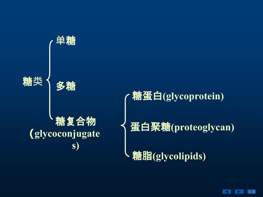 糖蛋白、蛋白聚糖和细胞外基质_第2页