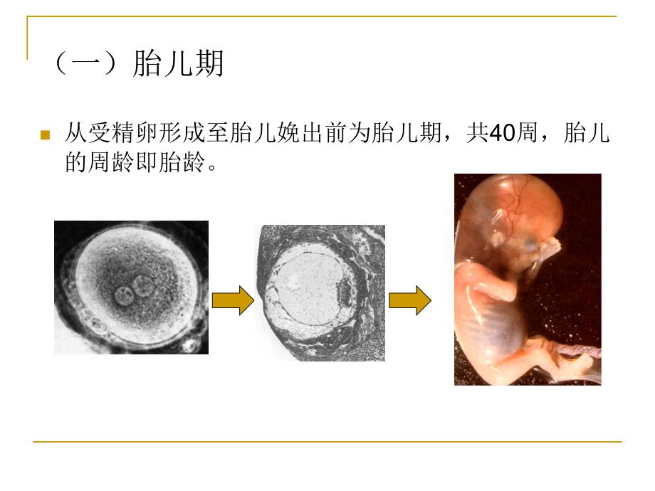 人体发育规律课件_第3页