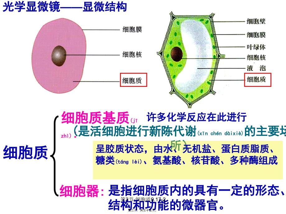 第3节-细胞质9.17-2课件_第2页