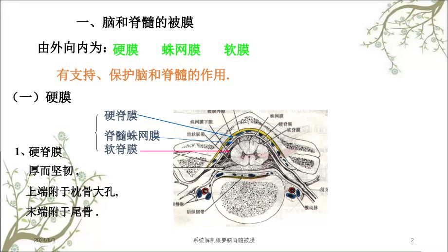 系统解剖概要脑脊髓被膜_第2页